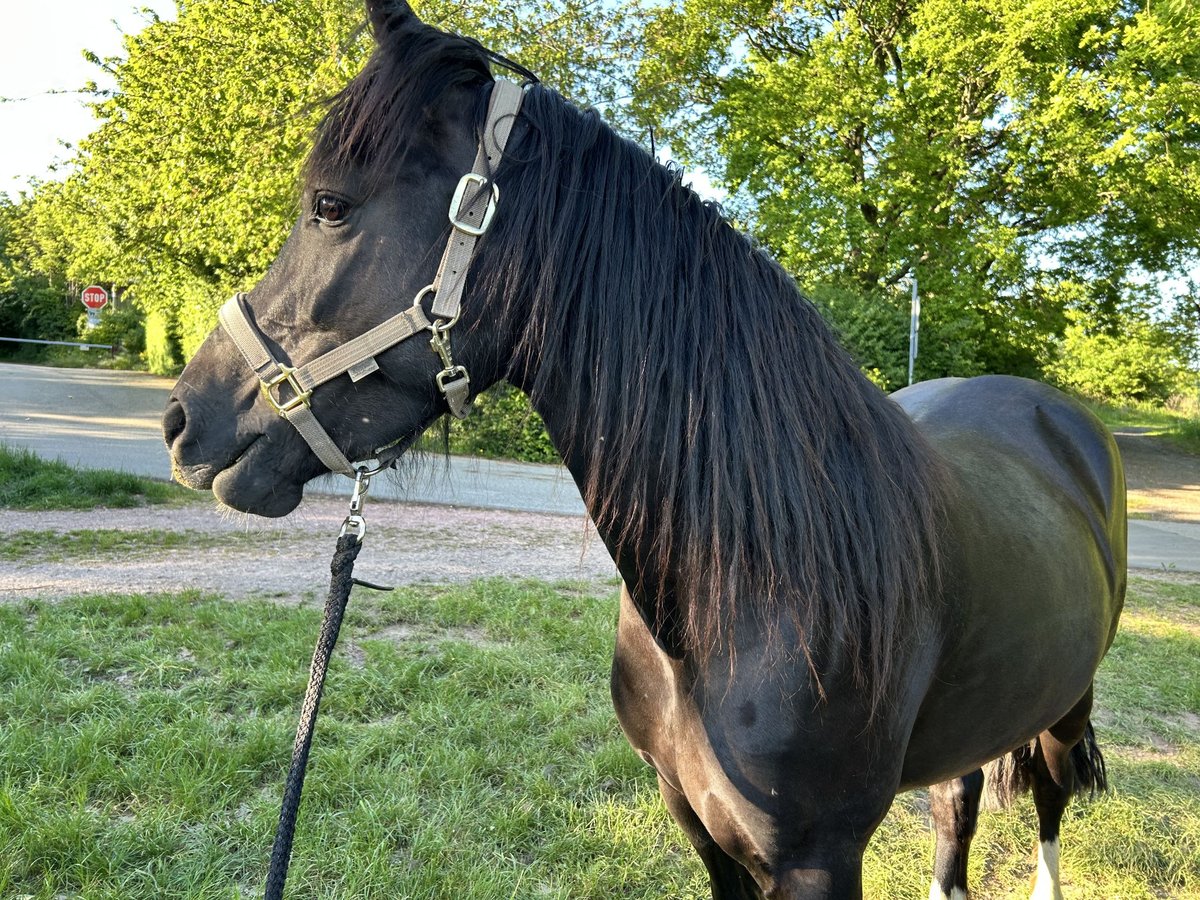 Welsh D (Cob) Mare 6 years 14,3 hh Black in Spabr&#xFC;cken