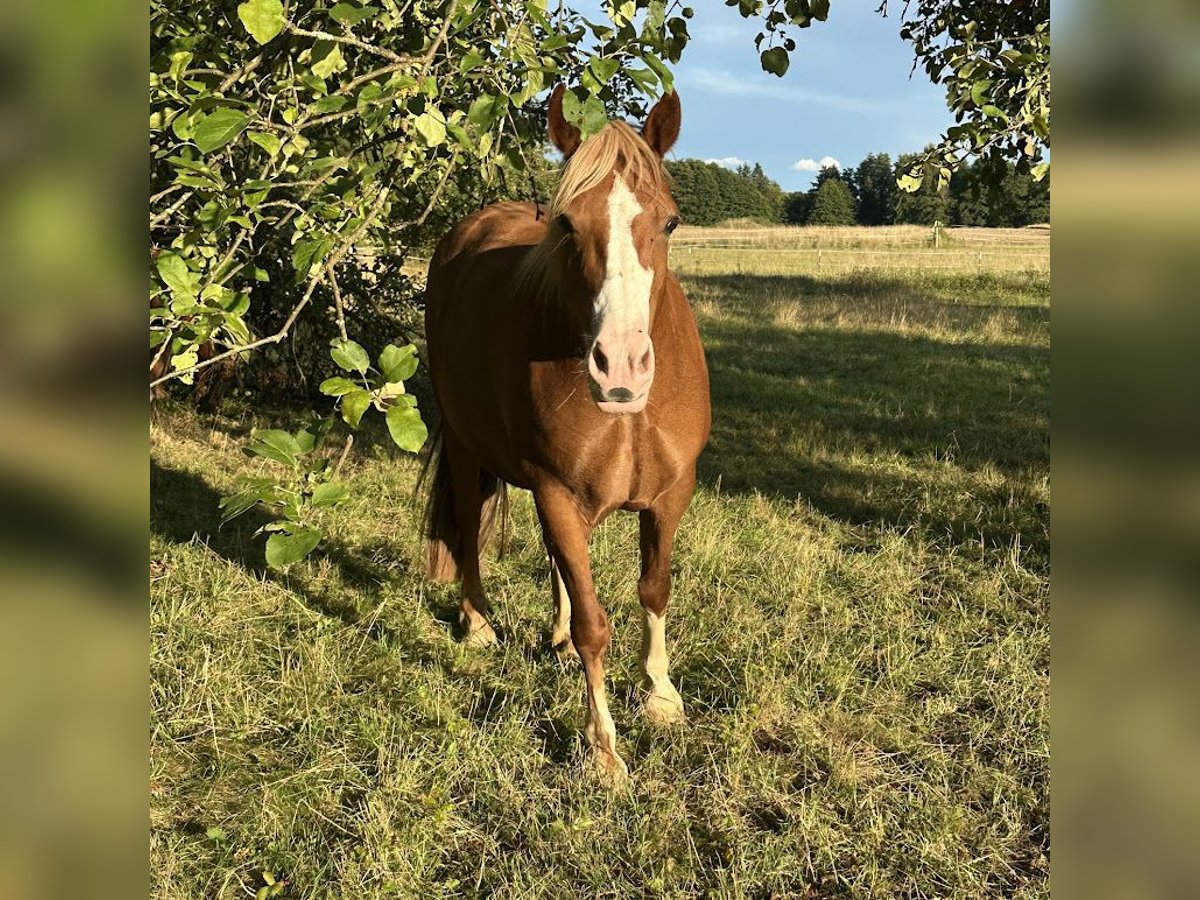 Welsh D (Cob) Mare 7 years 14,2 hh Sorrel in Marktrodach