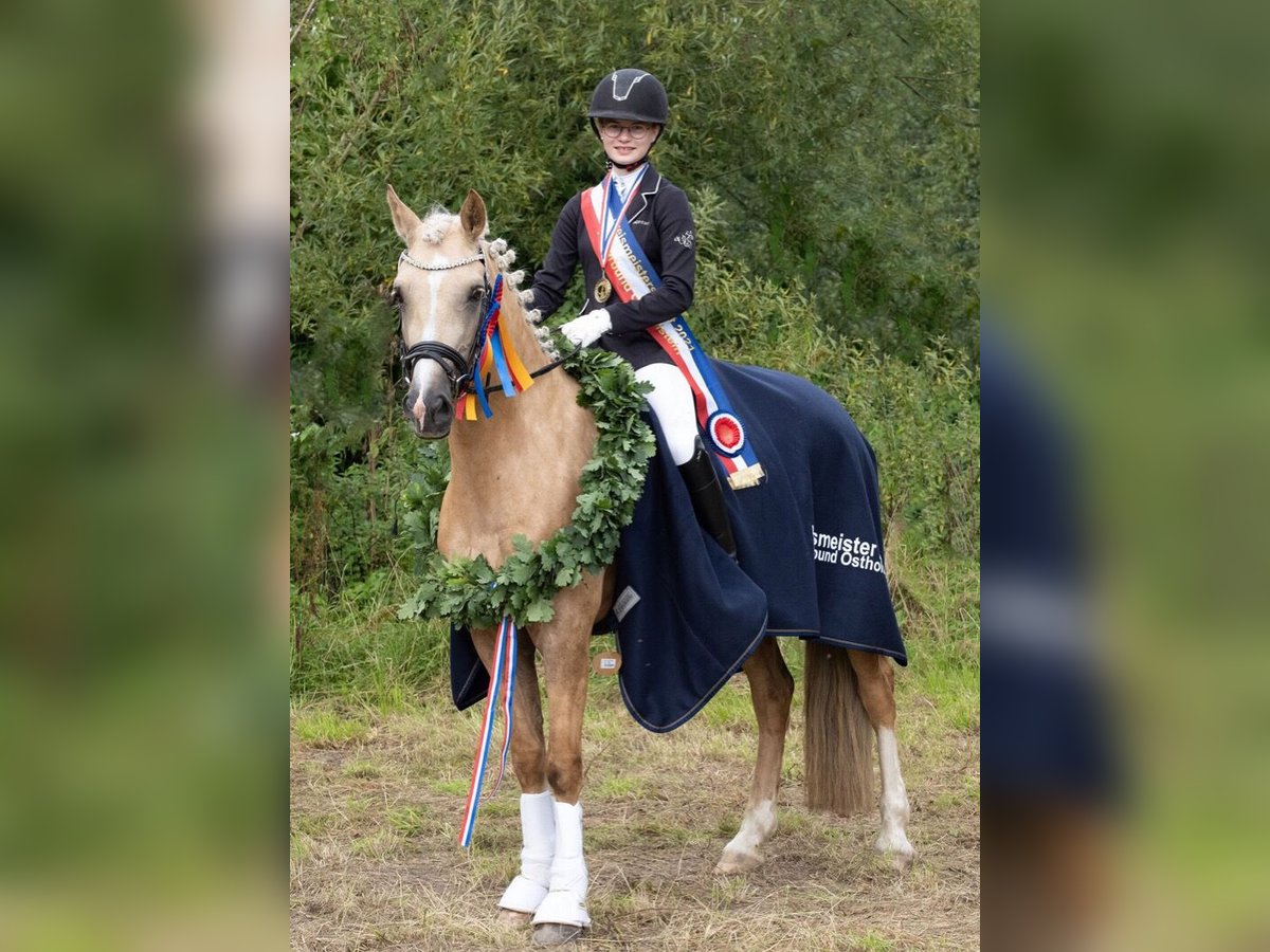 Welsh D (Cob) Mare 9 years 14,2 hh Palomino in Kabelhorst