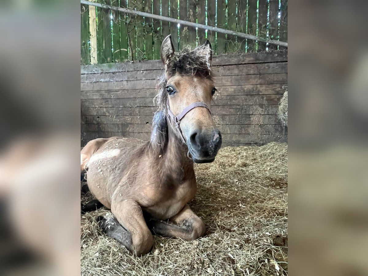 Welsh D (Cob) Mix Mare Foal (06/2025) 14,3 hh Buckskin in Kingswear