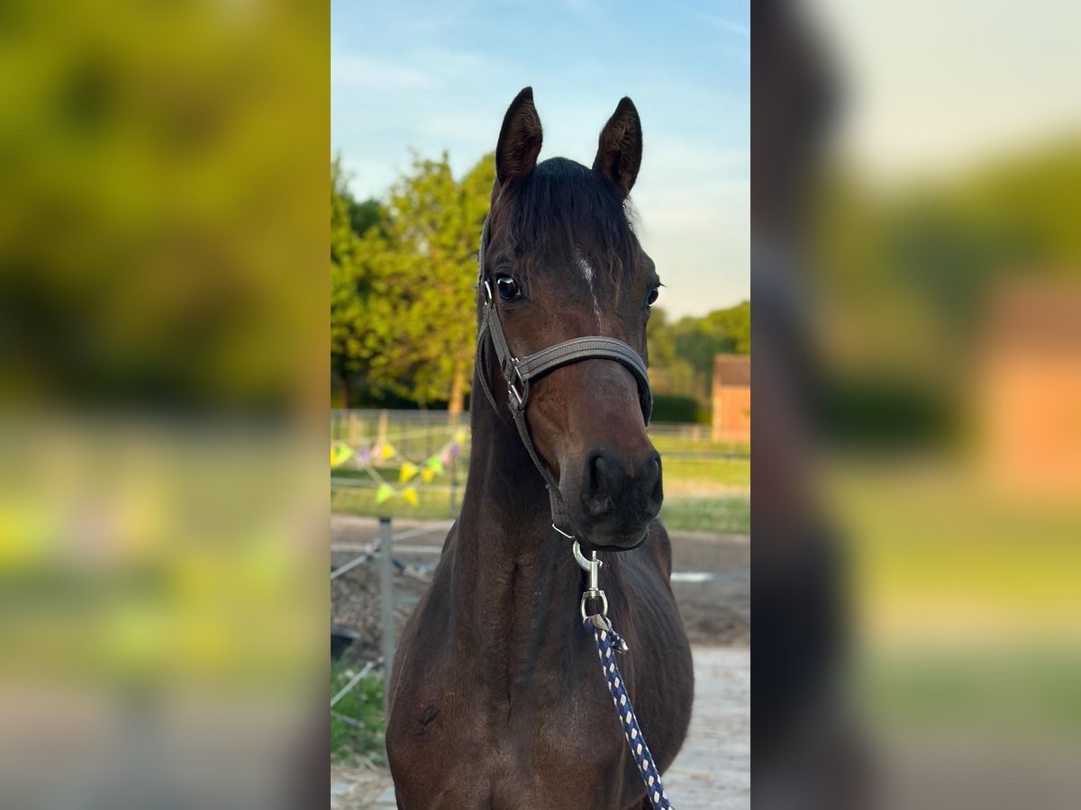 Welsh D (Cob) Stallion 1 year 14,2 hh Bay-Dark in Swolgen