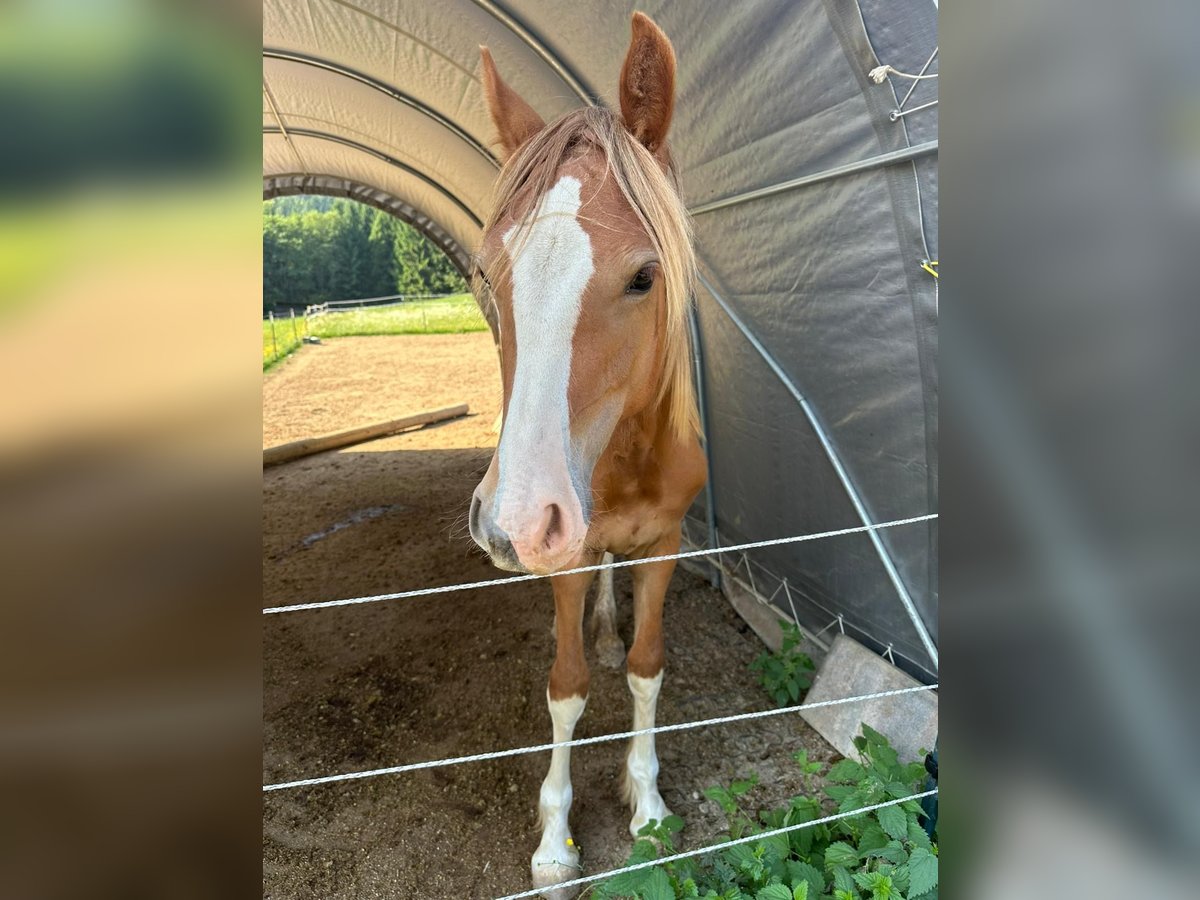 Welsh D (Cob) Stallion 1 year 14,2 hh Chestnut-Red in Neuhaus, K&#xE4;rnten
