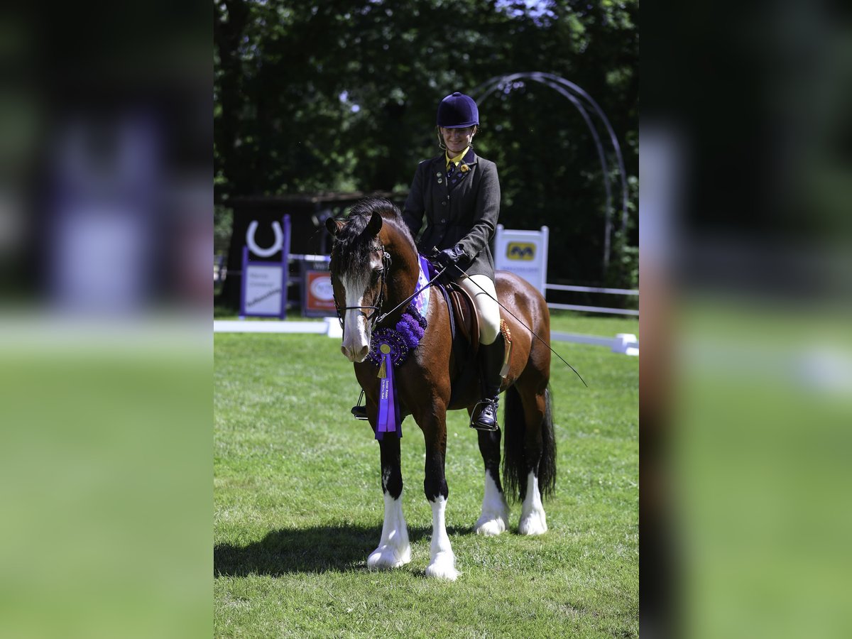 Welsh D (Cob) Stallion in Liebstadt