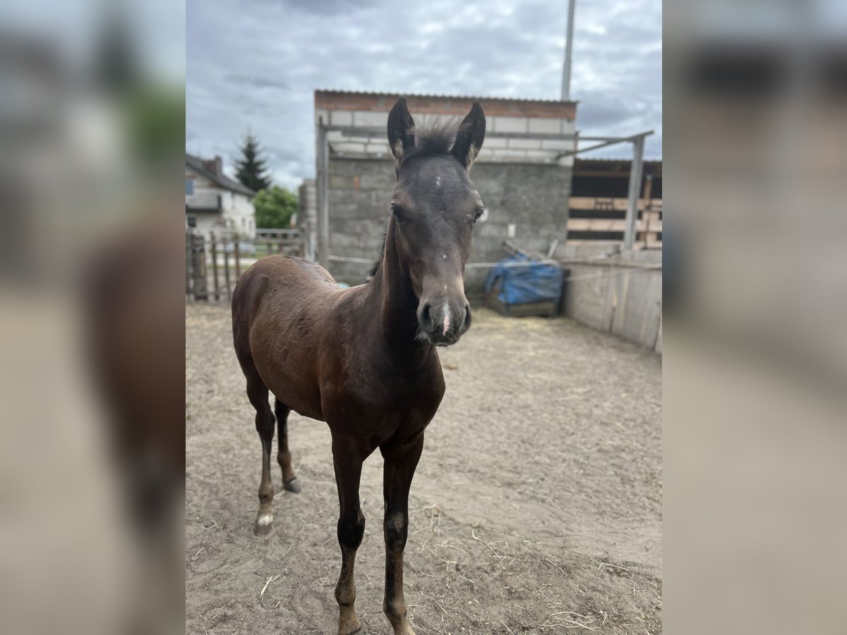 Welsh D (Cob) Mix Stallion Foal (05/2025) 14,1 hh Smoky-Black in Swarz&#x119;dz