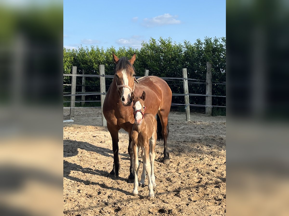 Welsh D (Cob) Stallion Foal (06/2025) 14,2 hh Brown in Haren