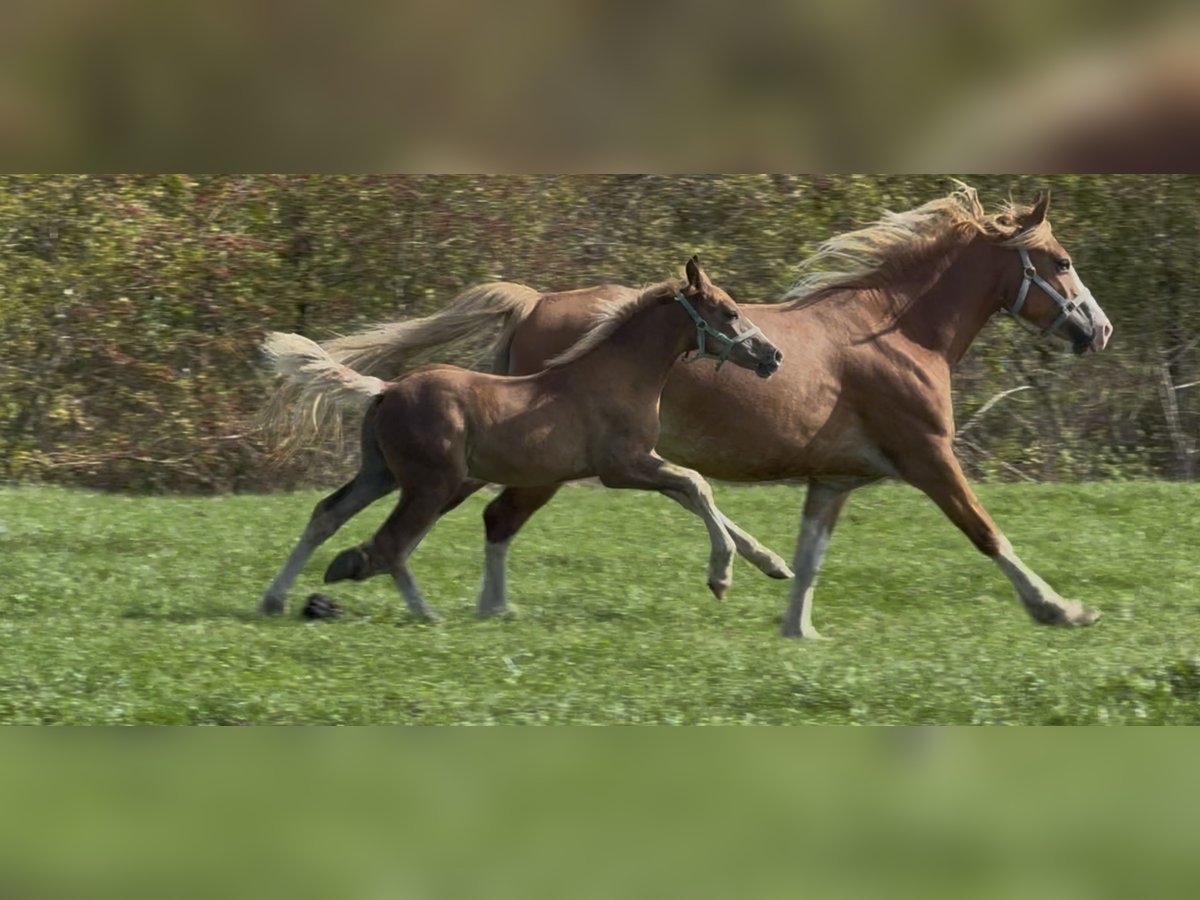 Welsh D (Cob) Stallion Foal (06/2025) 14,2 hh Chestnut in Werkhoven