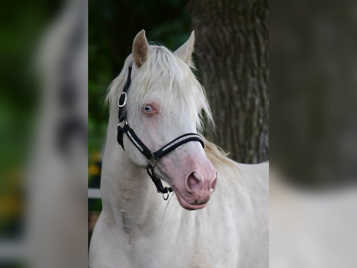 Welsh-D Étalon 14 Ans 154 cm Cremello in Großenrade Welsh-D Étalon 14 Ans 154 cm Cremello in Großenrade