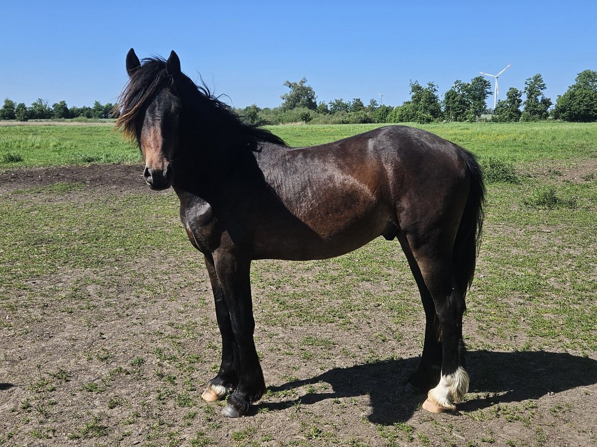 Welsh-D Étalon 2 Ans 150 cm in Wustermark