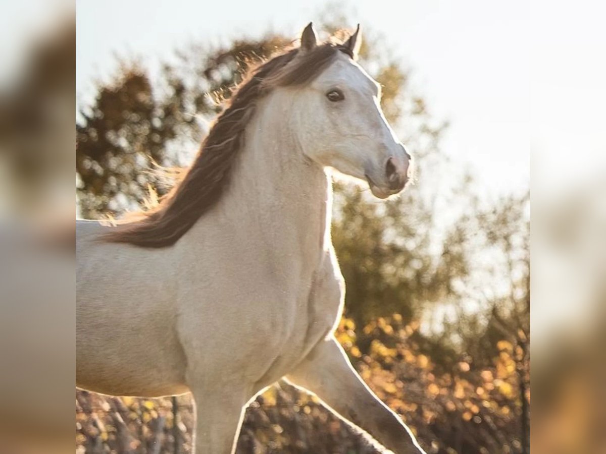 Welsh-D Étalon 3 Ans 150 cm Buckskin in Halbturn