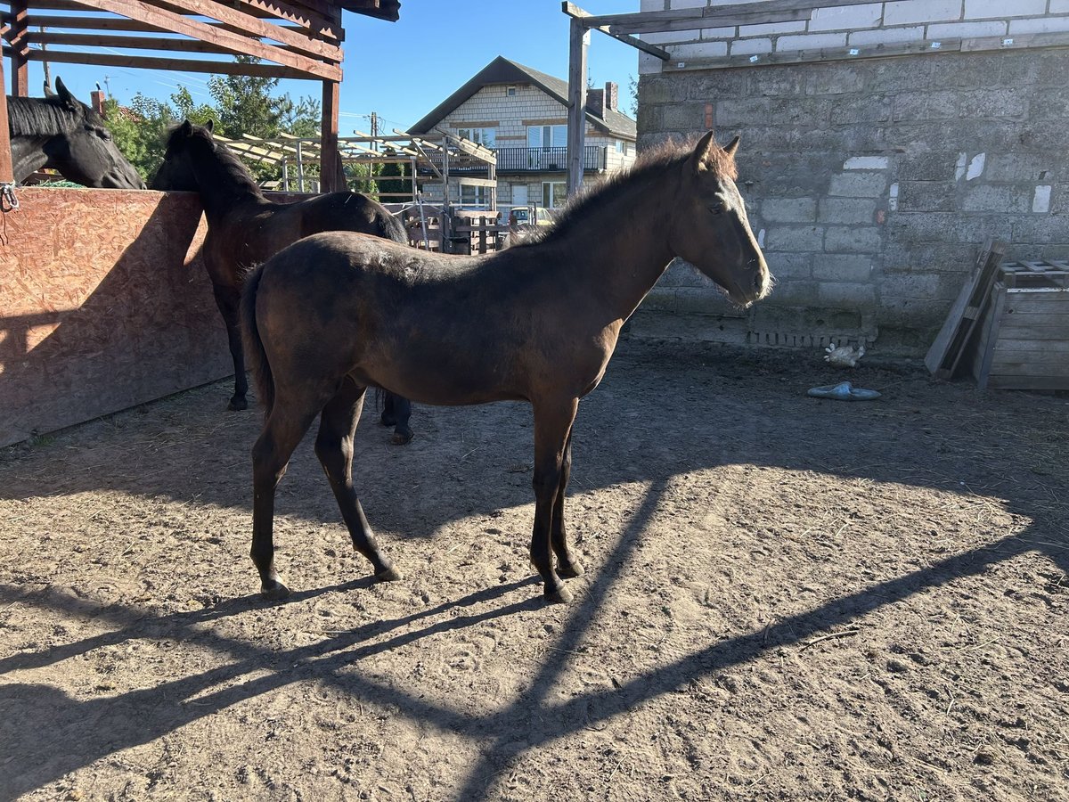 Welsh-D Croisé Étalon Poulain (05/2025) 148 cm Bai brun foncé in Swarz&#x119;dz