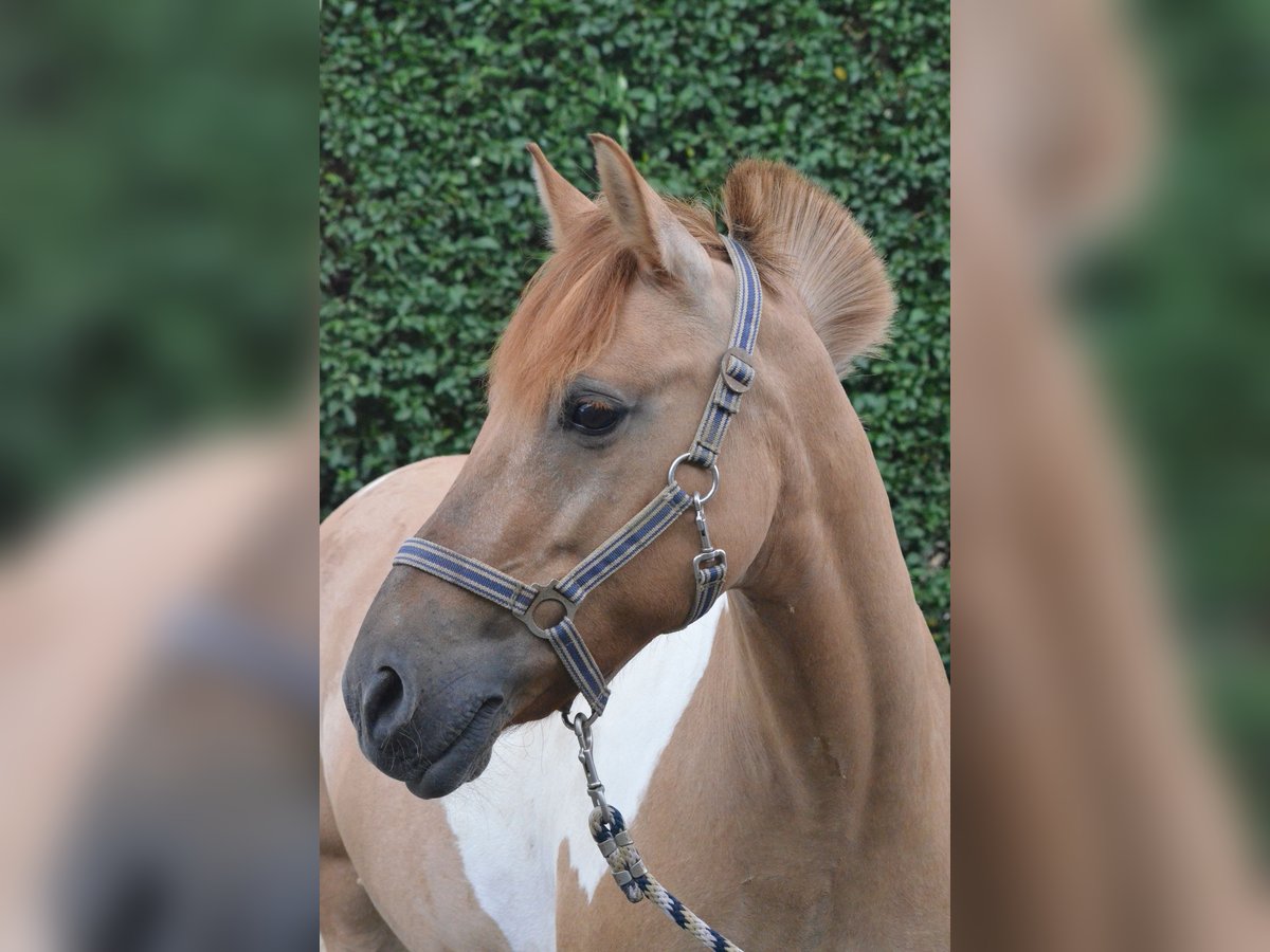 Welsh-D Giumenta 19 Anni 148 cm Pezzato in Mettmann