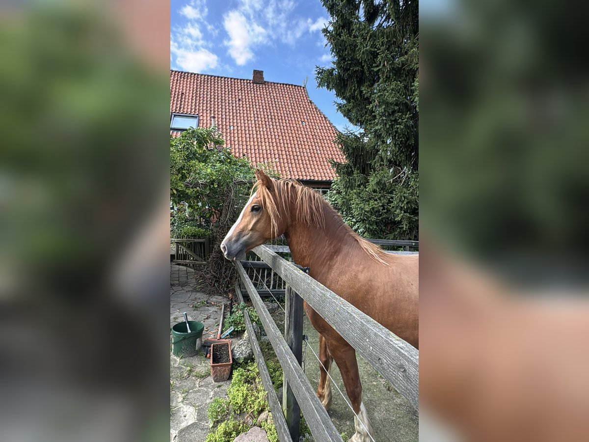 Welsh-D Giumenta 3 Anni 146 cm Sauro in Stahnsdorf