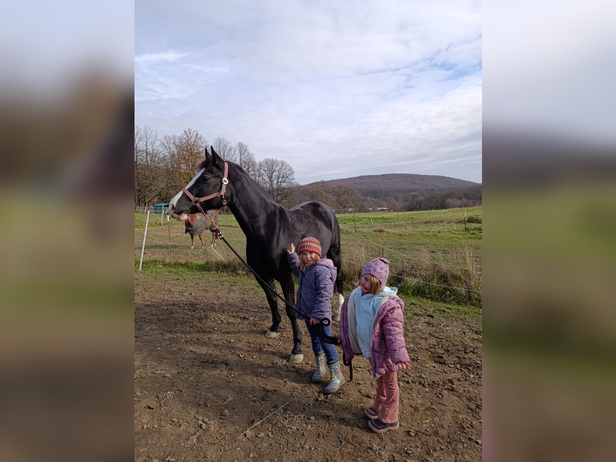 Welsh-D Giumenta 4 Anni 149 cm Morello in Breitenfurt bei Wien