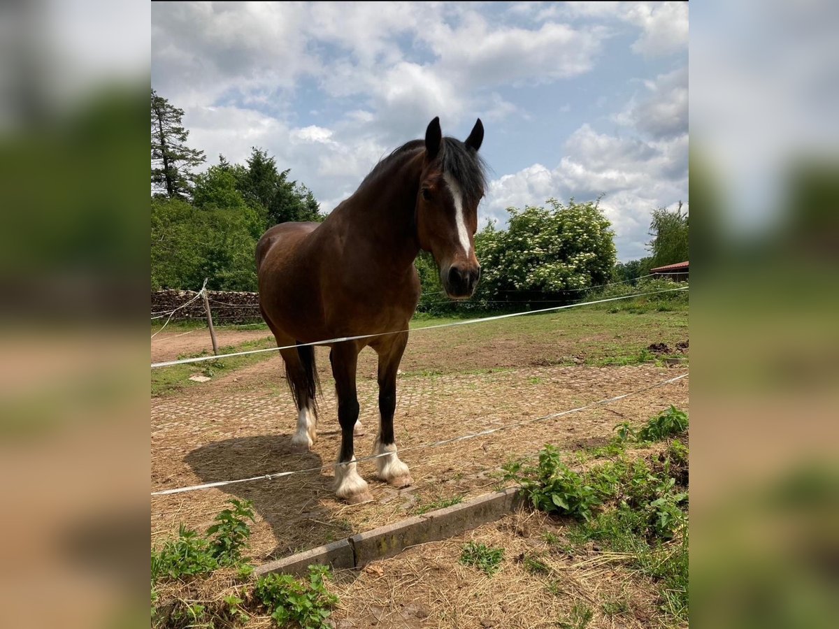 Welsh-D Hengst 10 Jahre 150 cm Brauner in Heltersberg