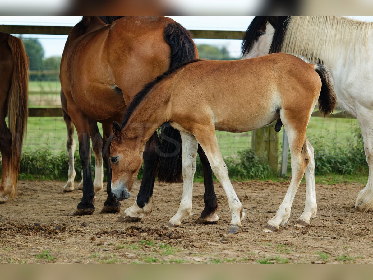 Welsh-D Hengst 1 Jahr 148 cm Brauner in Meerbusch