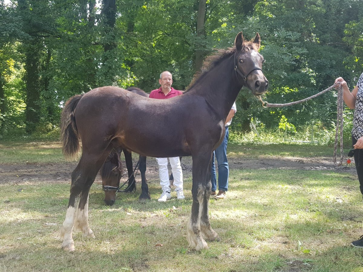 Welsh-D Hengst 2 Jahre in Wustermark