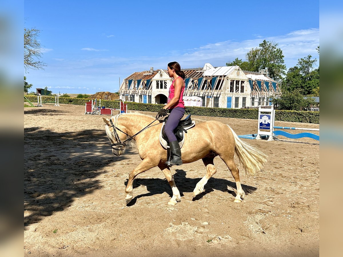 Welsh-D Hengst 6 Jahre 142 cm Palomino in Wangels