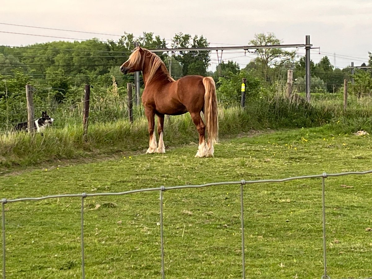 Welsh-D Hengst 7 Jahre 152 cm Fuchs in Eeklo