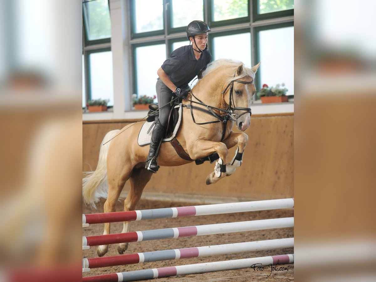 Welsh-D Hengst 8 Jahre 150 cm Palomino in Stahnsdorf