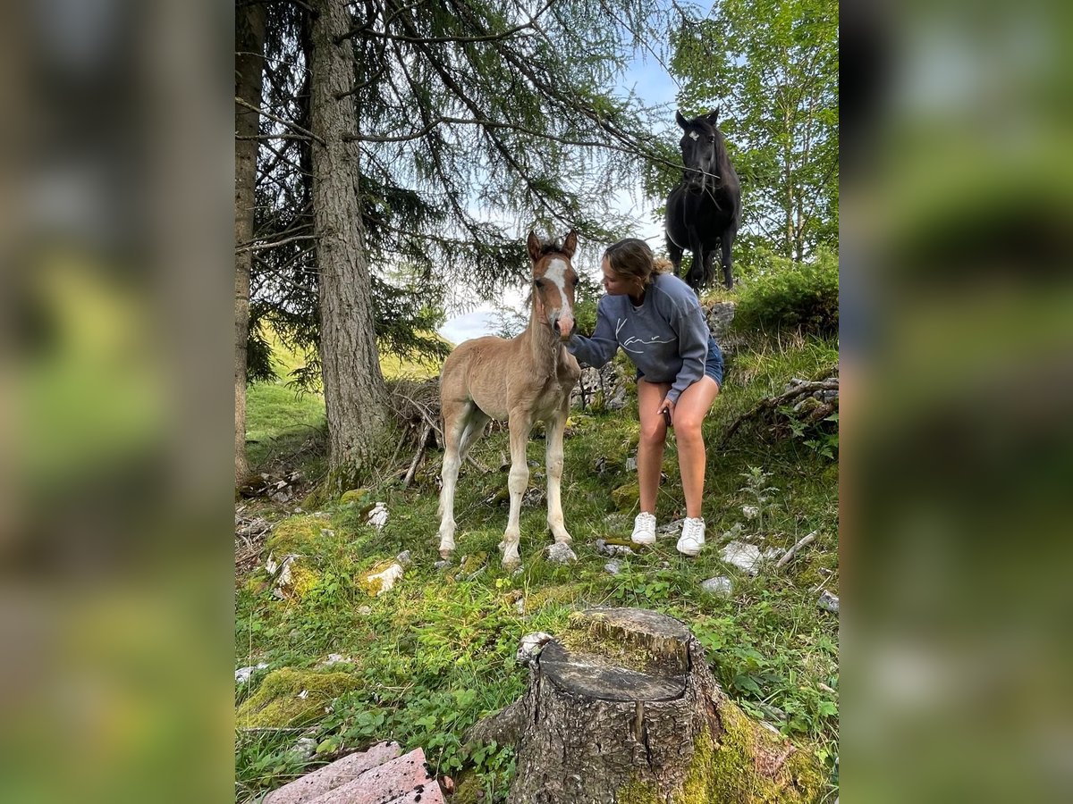 Welsh-D Hengst  150 cm Donkere-vos in Sarleinsbach