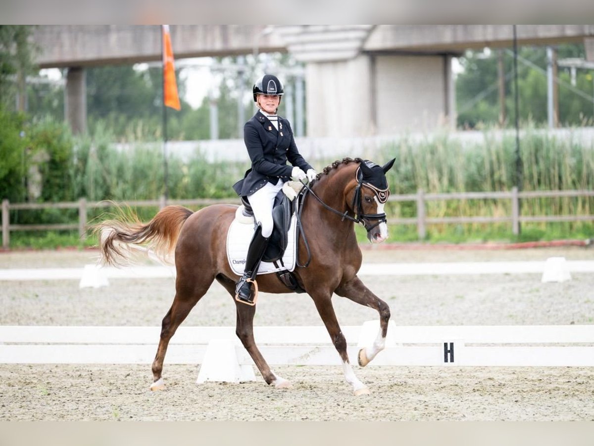 Welsh-D Hongre 10 Ans 149 cm Alezan brûlé in Delft