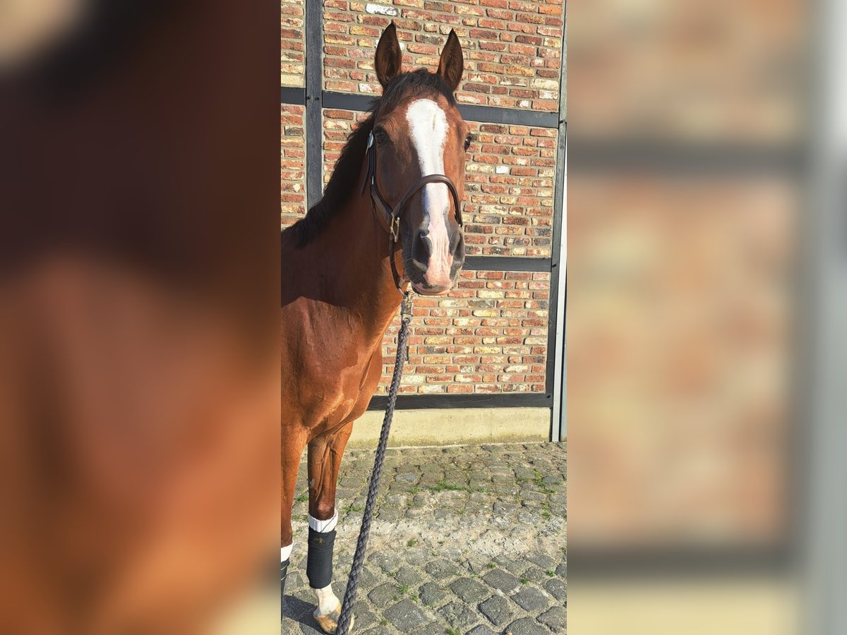 Welsh-D Hongre 14 Ans 150 cm Bai in Neuss