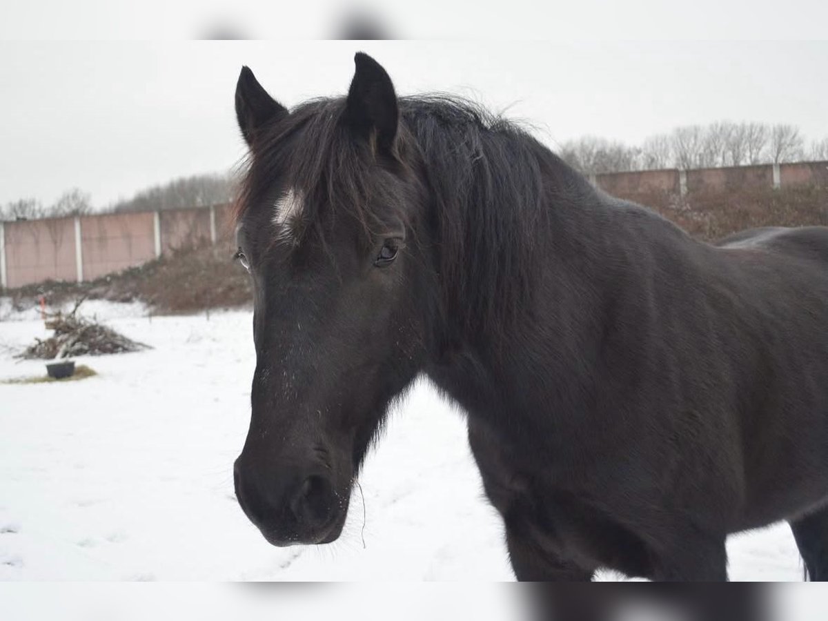 Welsh-D Hongre 15 Ans 148 cm Noir in K&#xF6;ln