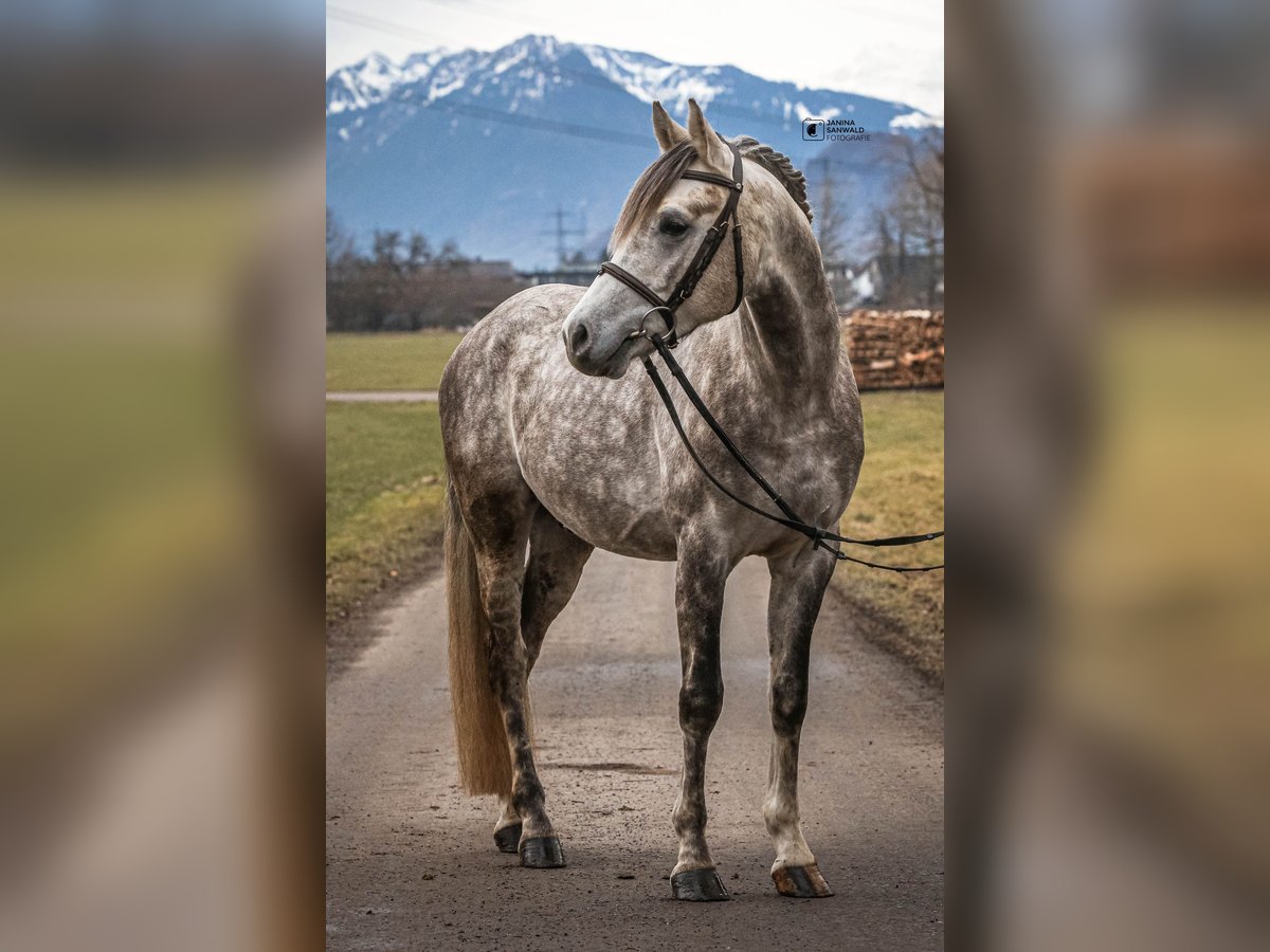 Welsh-D Hongre 4 Ans 148 cm Gris pommelé in Schlins