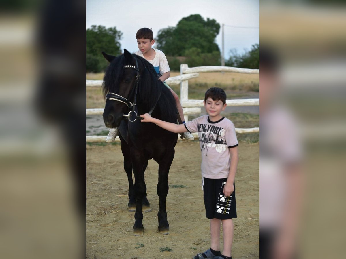 Welsh-D Hongre 8 Ans 140 cm Noir in Budapest