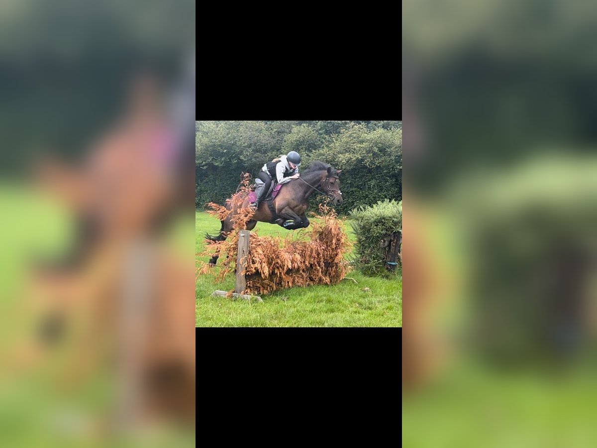 Welsh-D Jument 13 Ans 147 cm Bai brun in Orpington