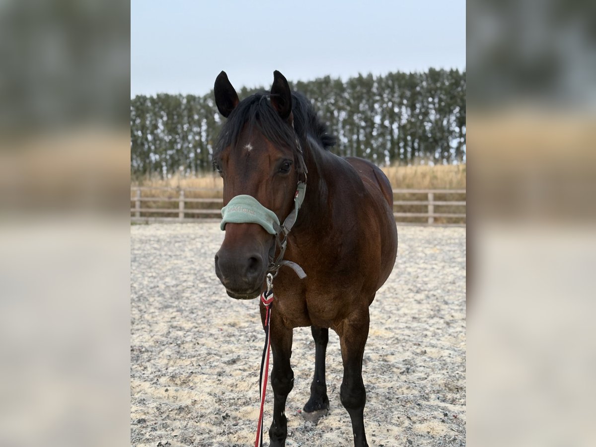 Welsh-D Jument 13 Ans Bai brun in London