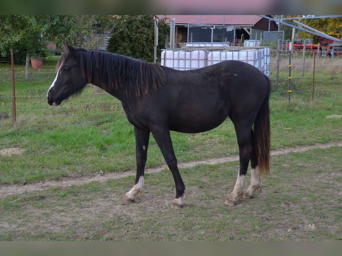 Welsh-D Jument 2 Ans Noir in Klein Vielen