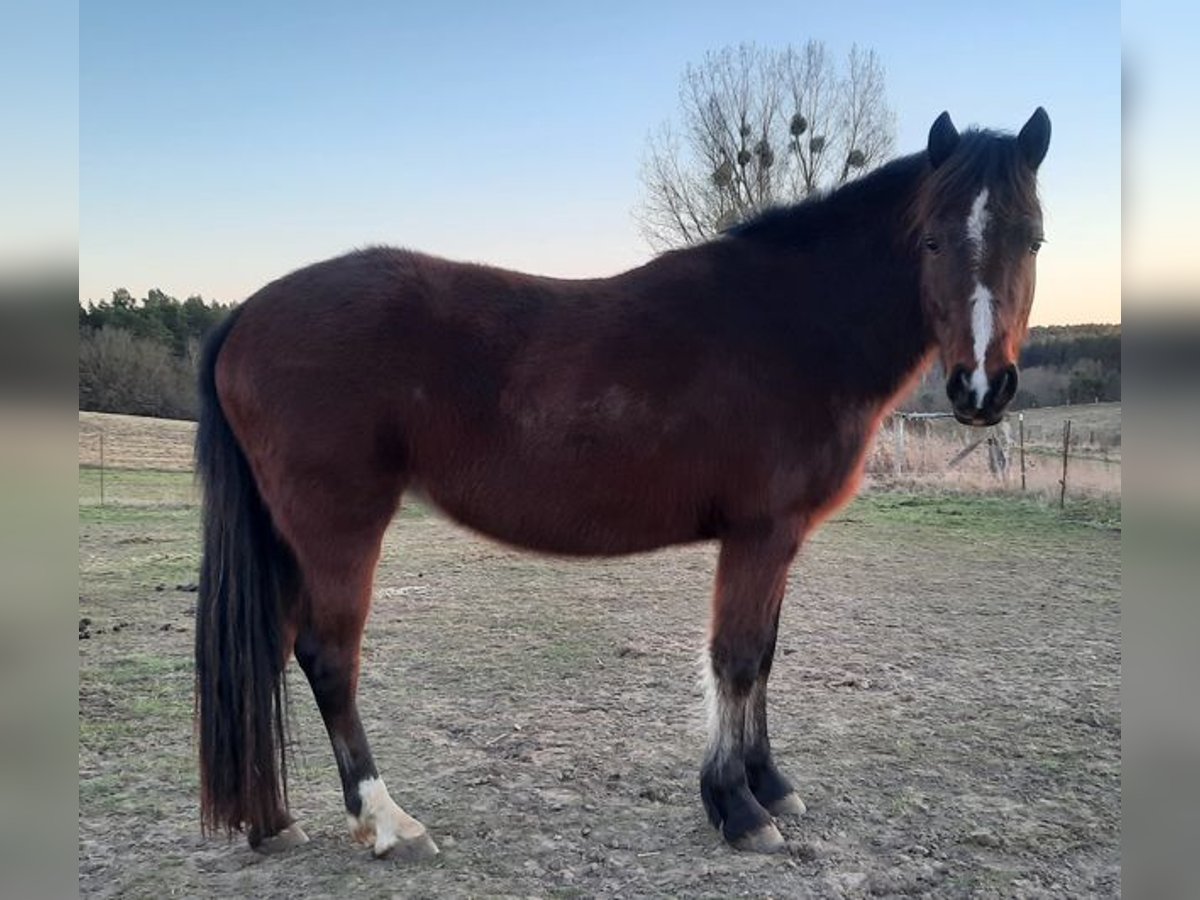 Welsh-D Jument 3 Ans Bai in Klein Vielen