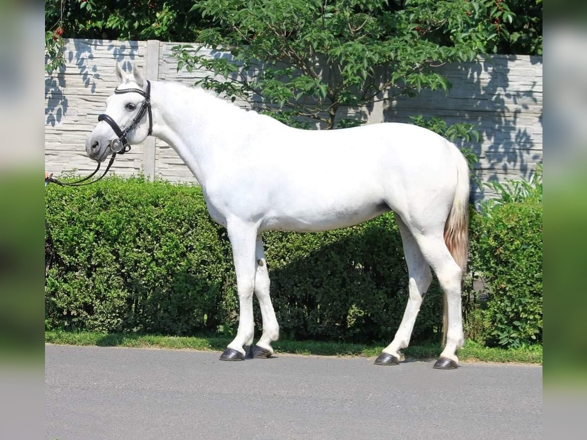 Welsh-D Jument 7 Ans 145 cm Blanc in Budapest