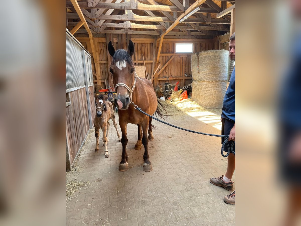 Welsh-D Merrie 13 Jaar 155 cm Bruin in Atzesber