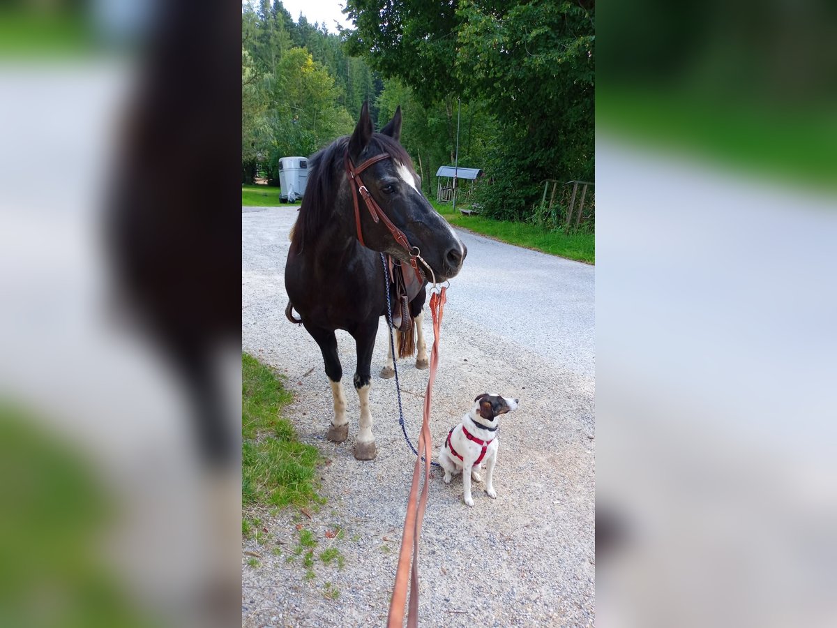 Welsh-D Mix Merrie 20 Jaar 143 cm Zwart in Ratten