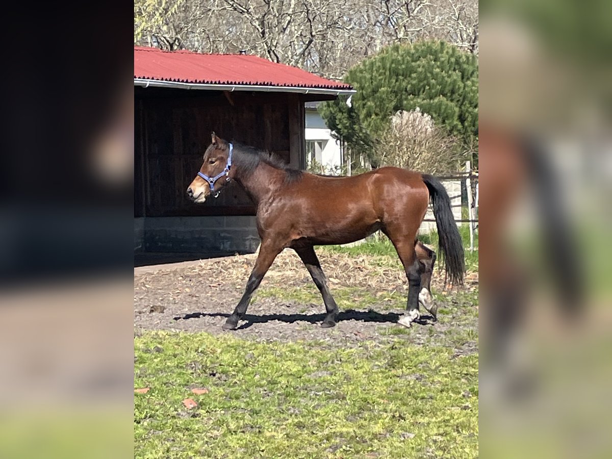 Welsh-D Merrie 2 Jaar 148 cm Bruin in Arsac