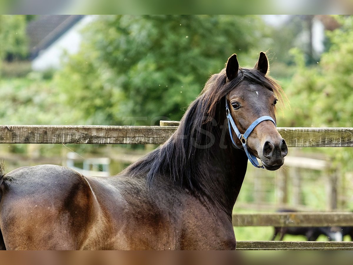 Welsh-D Merrie 2 Jaar 155 cm Donkerbruin in Meerbusch