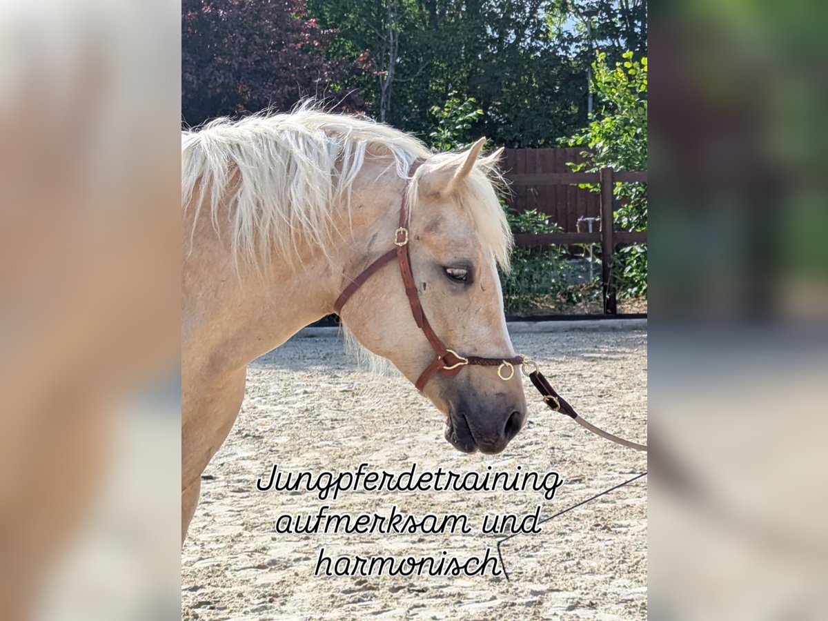 Welsh-D Merrie 4 Jaar 147 cm Palomino in Stahnsdorf