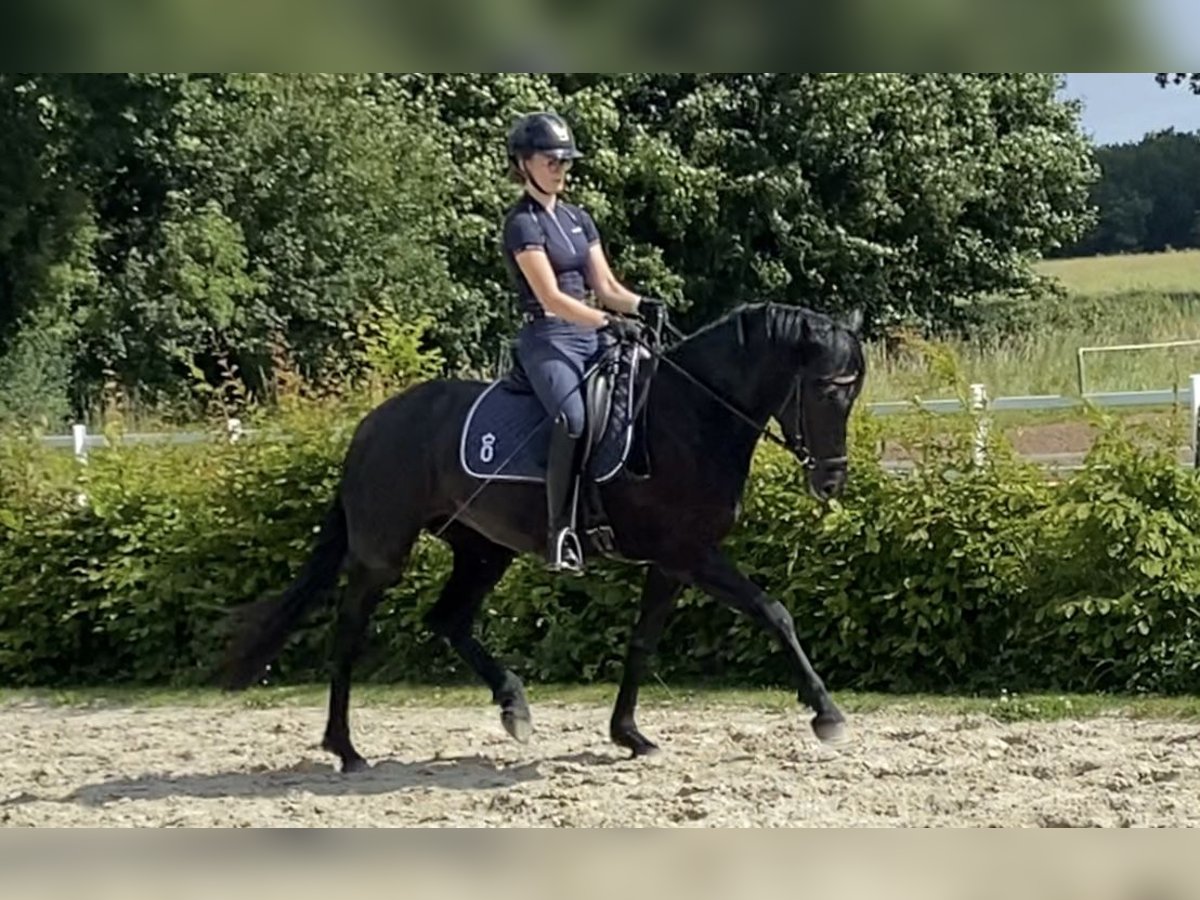 Welsh-D Merrie 4 Jaar 155 cm Zwart in Kabelhorst