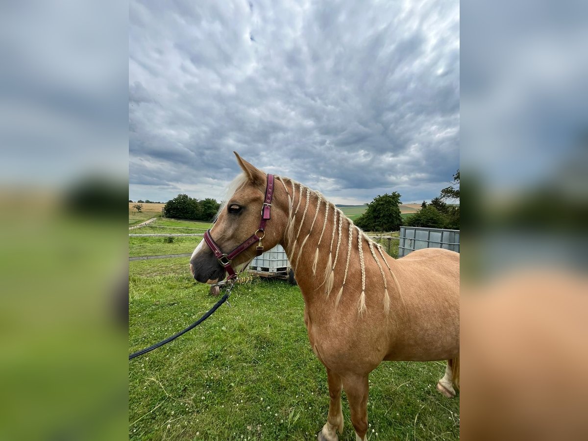 Welsh-D Merrie 4 Jaar Palomino in Butzbach