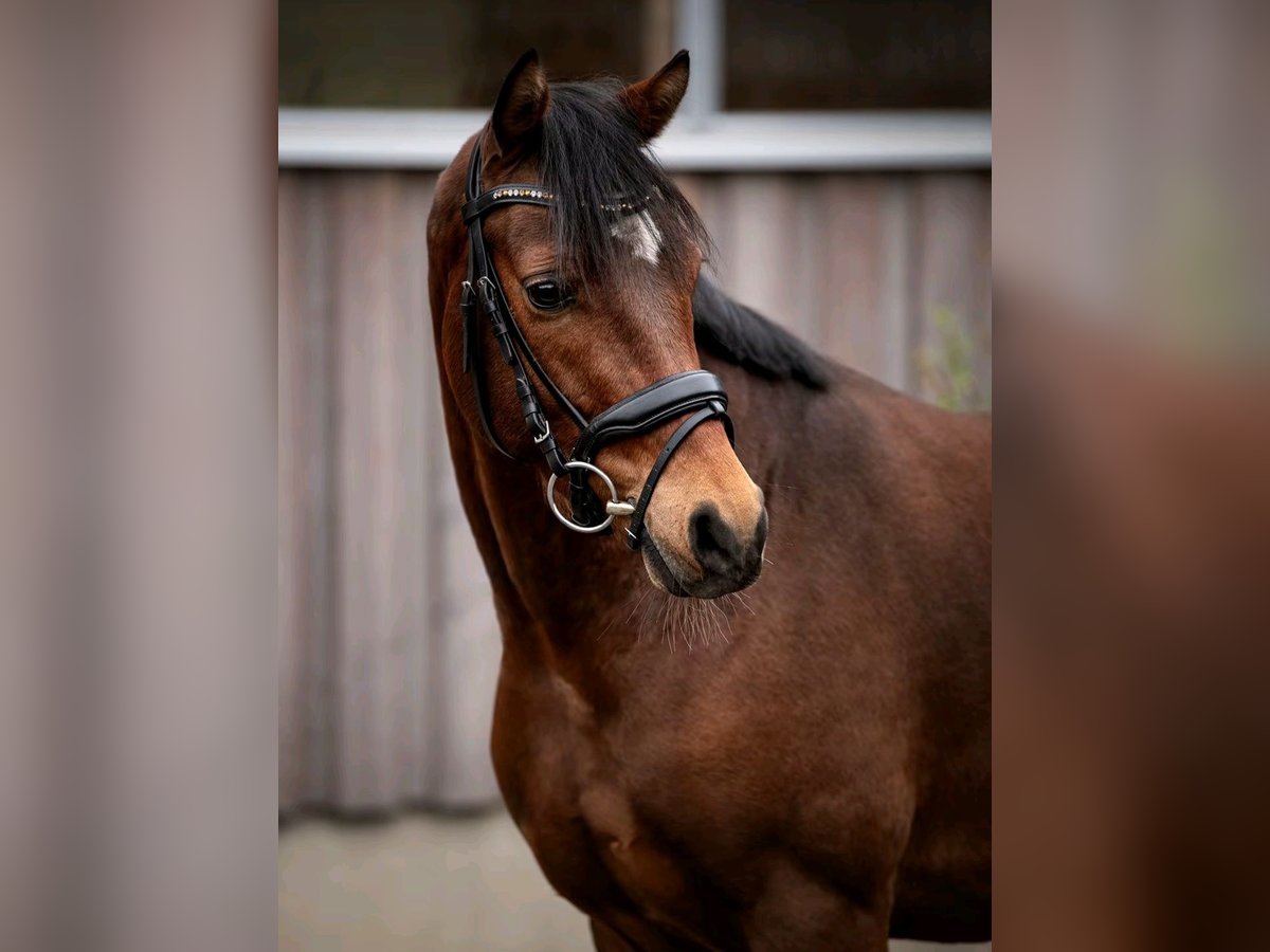 Welsh-D Merrie 5 Jaar 150 cm Bruin in Langgöns