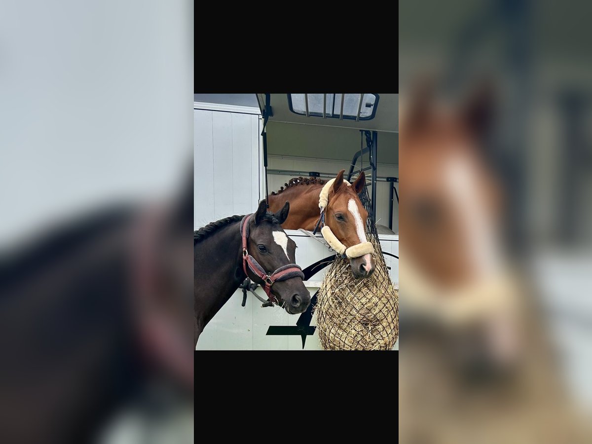 Welsh-D Merrie 7 Jaar 148 cm Zwart in Morschen12500