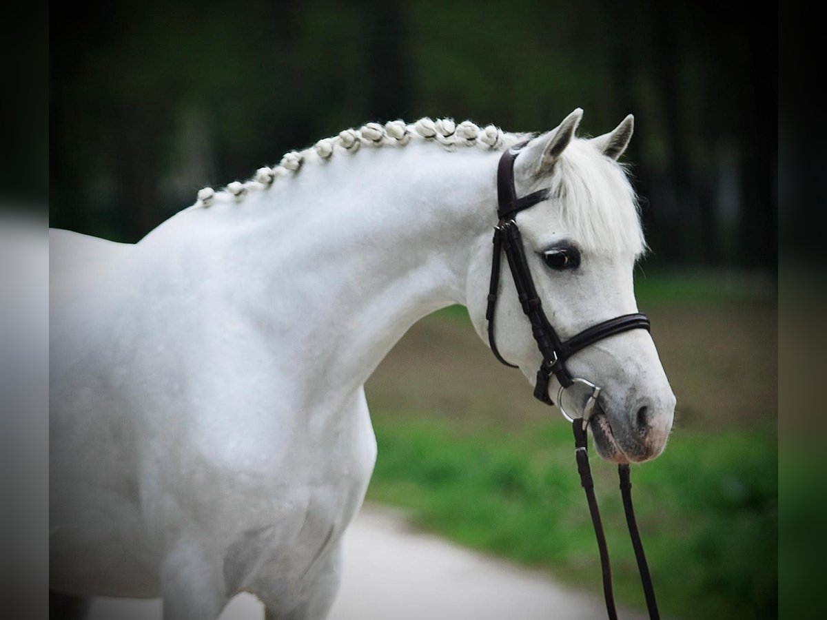 Welsh-D Merrie 8 Jaar 141 cm Schimmel in Deil