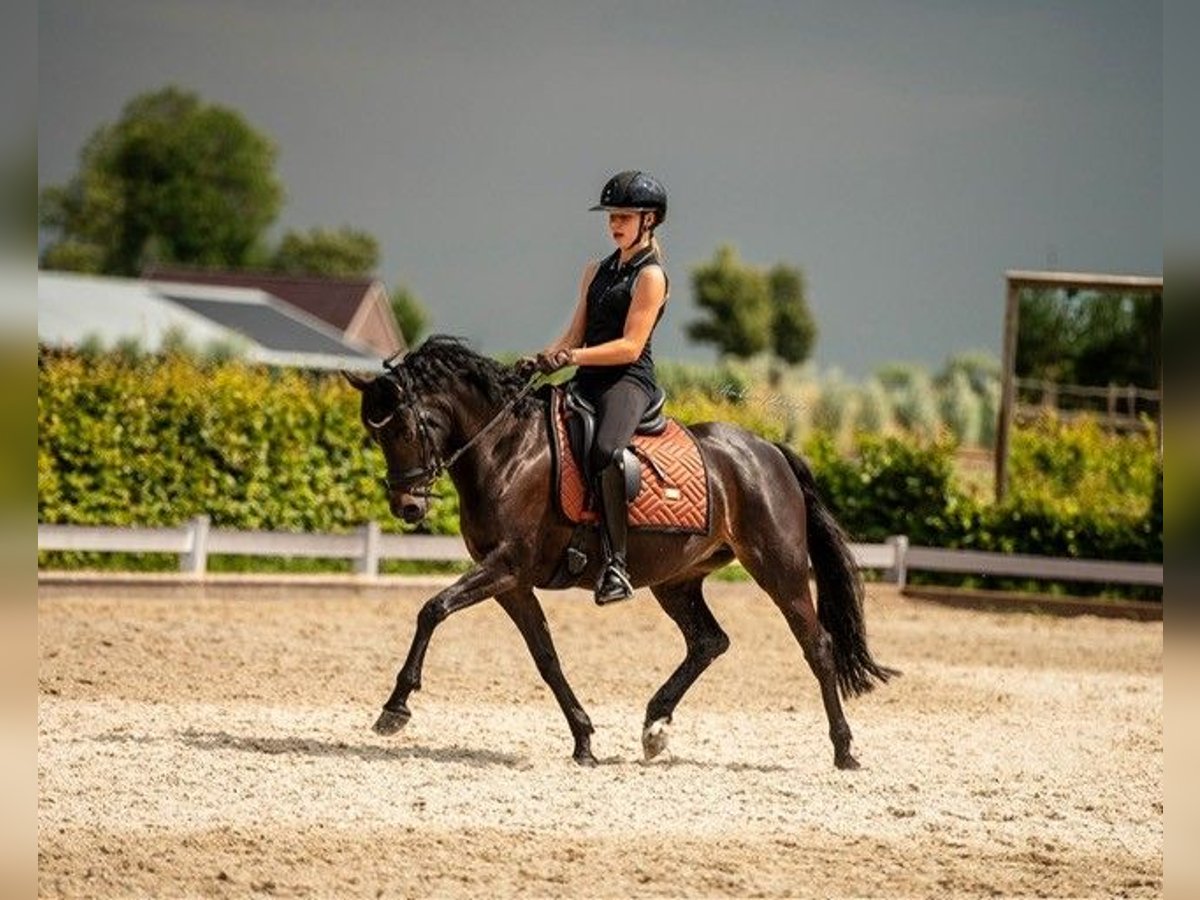 Welsh-D Merrie 8 Jaar 145 cm Donkerbruin in Alphen