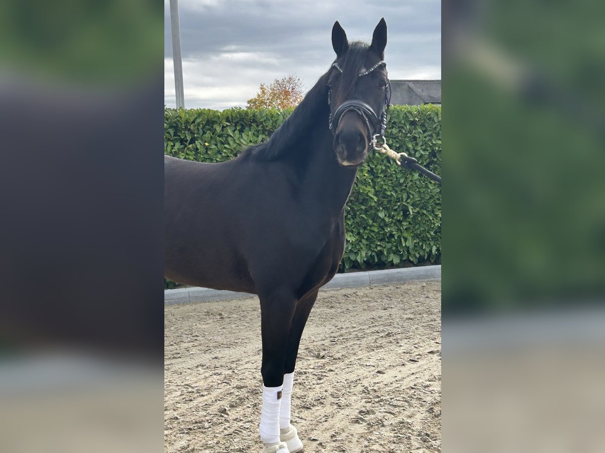 Welsh-D Ruin 3 Jaar 146 cm Zwartbruin in Ammerzoden