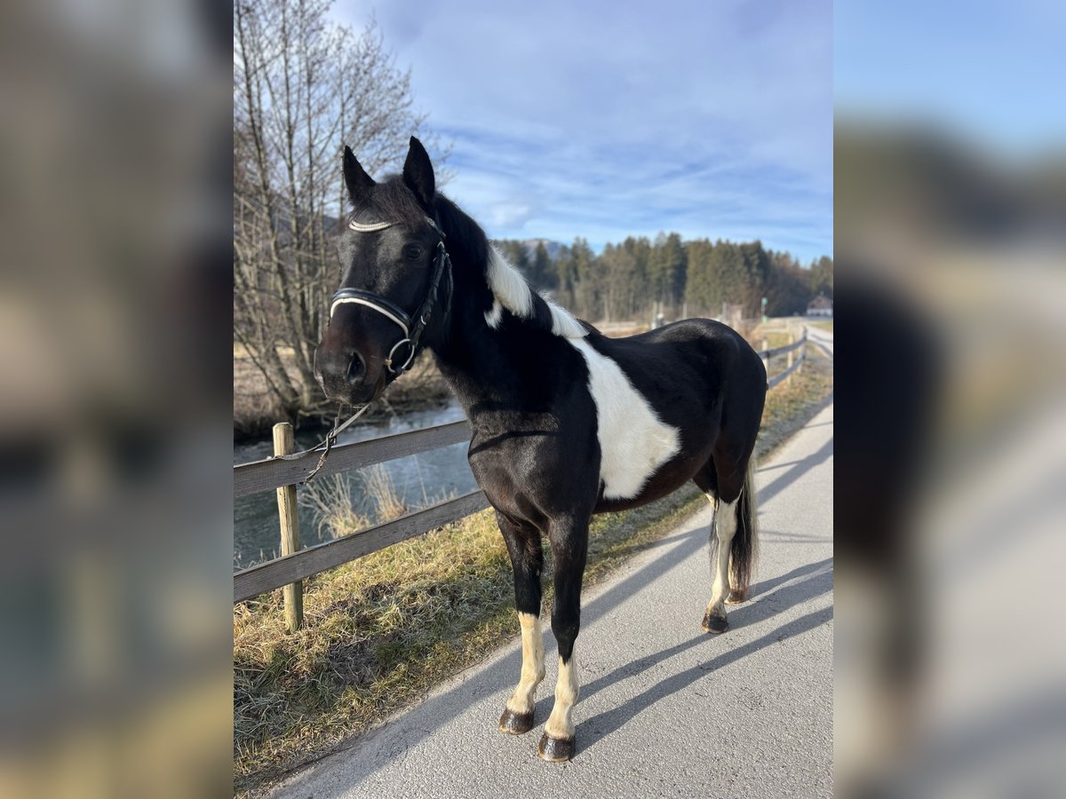 Welsh-D Ruin 5 Jaar 138 cm Gevlekt-paard in Schlins