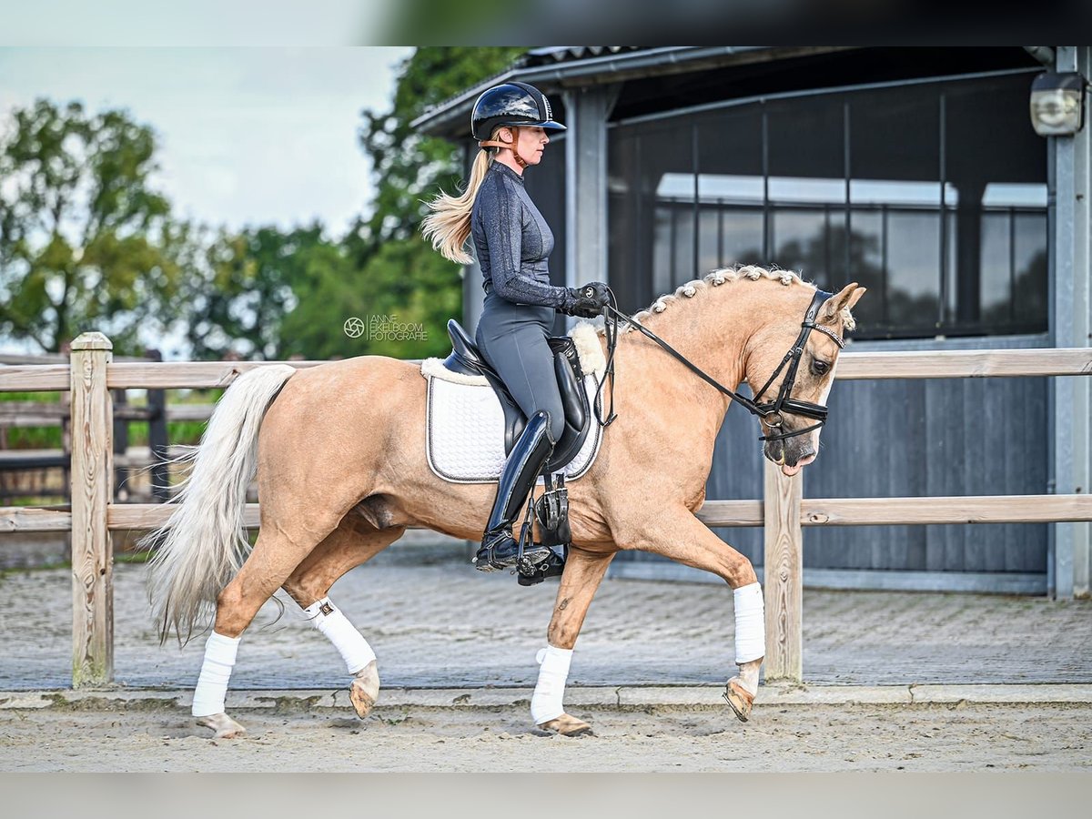 Welsh-D Ruin 9 Jaar 145 cm Palomino in Hilvarenbeek