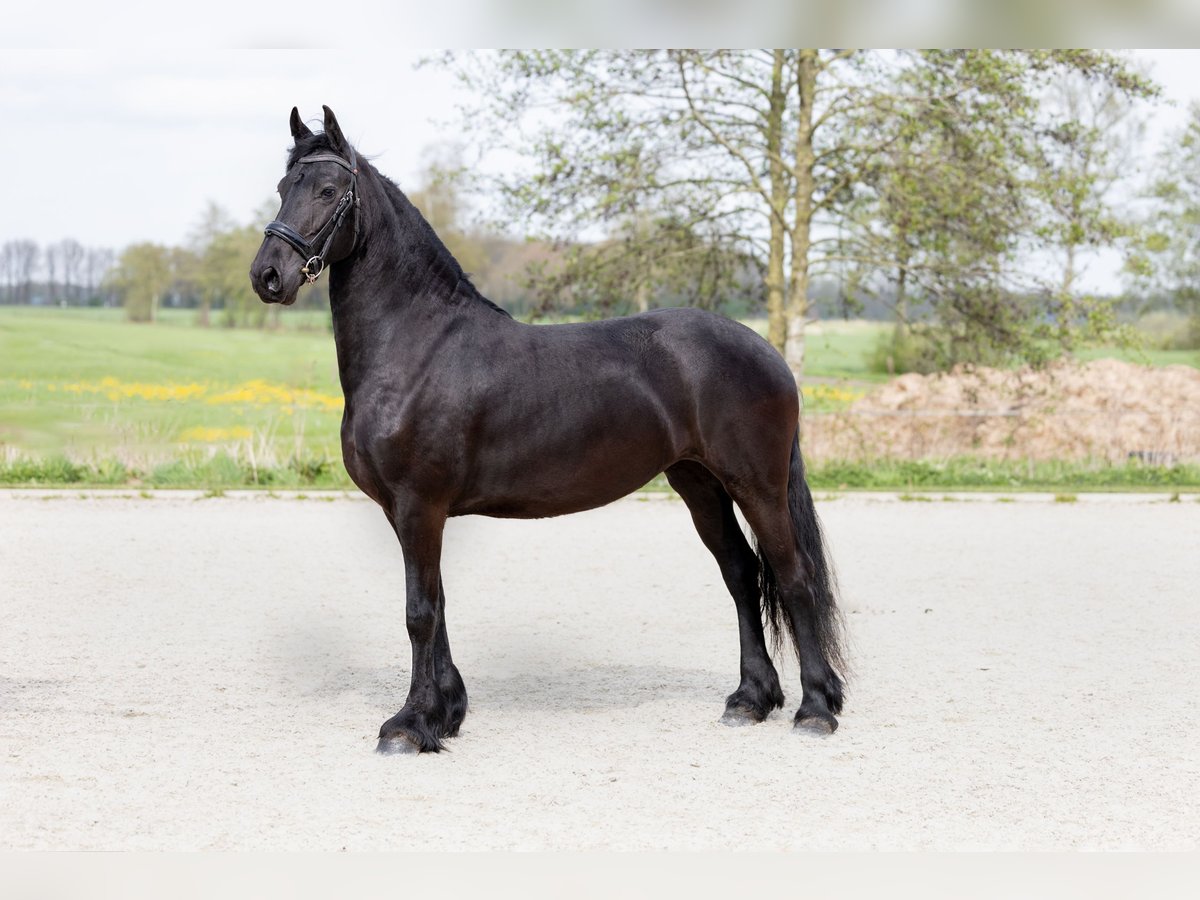 Welsh-D Stallone 8 Anni 147 cm Sauro in Oosterblokker