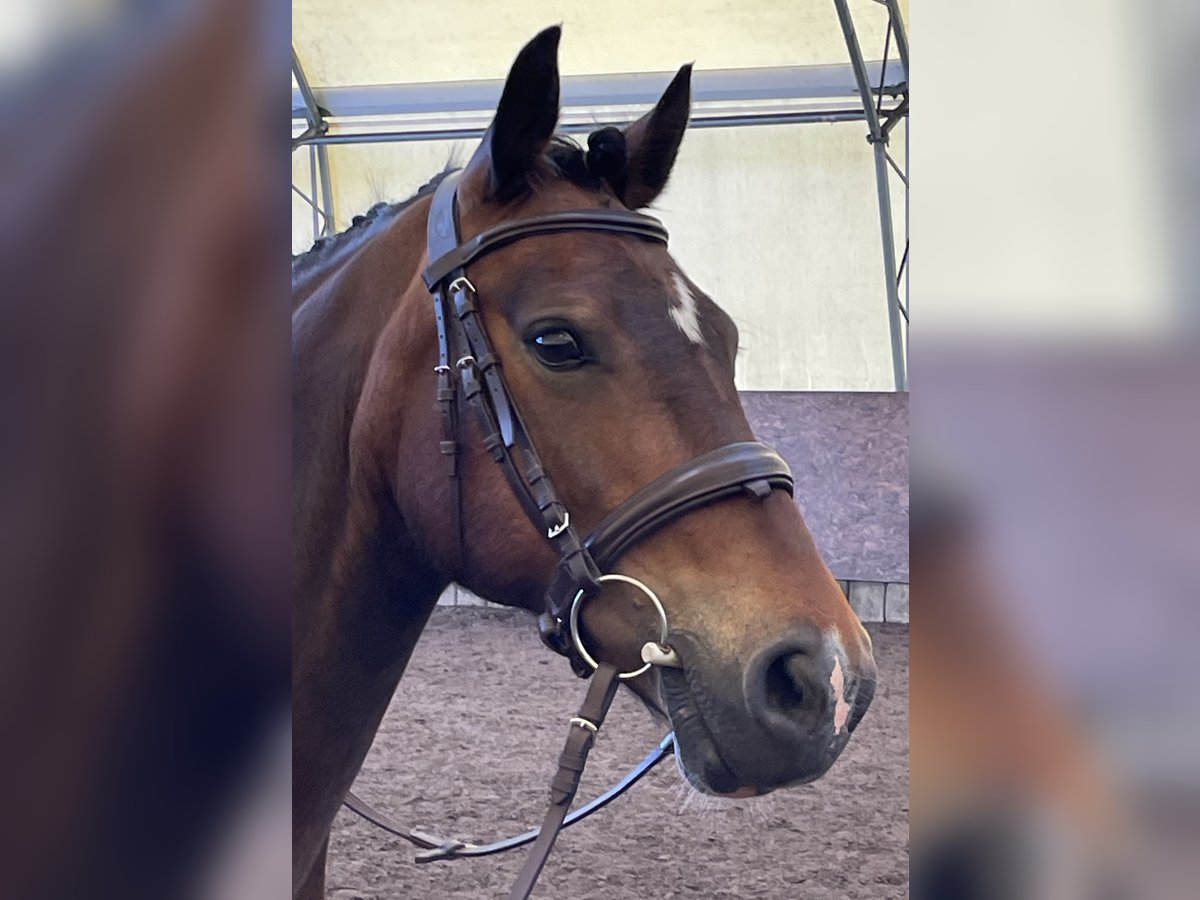 Welsh-D Stute 10 Jahre 142 cm Brauner in Osterburg